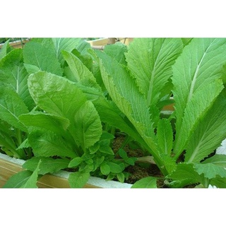 hạt giống cải canh