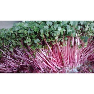 Hạt giống Rau Mầm Củ Cải Đỏ 🌱