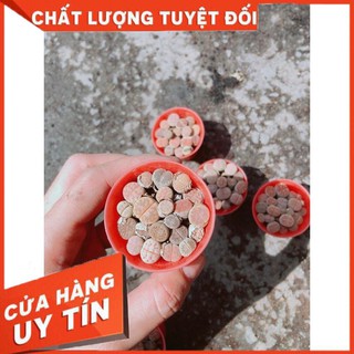 Cây Lipthop (Mông) Nhiều Người Mua