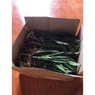 Combo 25 cây giống hoa thạch thảo đỏ/trắng ( hoa đẹp, lâu tàn).