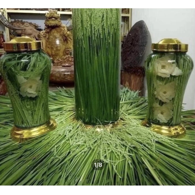 1kg Đòng đòng lúa nếp Kim Sơn Ninh Bình - HÀNG ĐẢM BẢO CHẤT LƯỢNG 100% - DƯỢC LIỆU HÀ HOÀNG