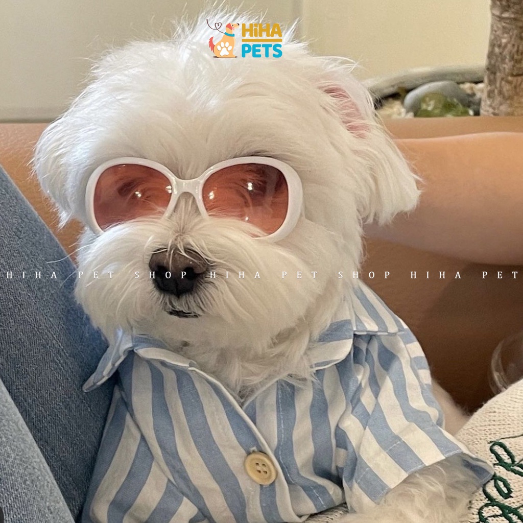 Mắt Kính Cho Chó Mèo Đi Bơi Phụ Kiện Kính Thời Trang Cho Thú Cưng Chụp Ảnh Dễ Thương Sành Điệu Hihapet.