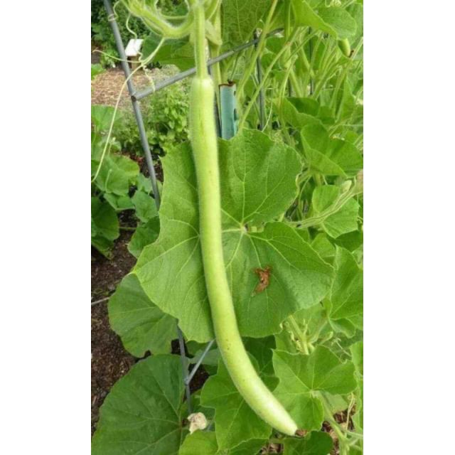 Hạt giống bầu dài 2m Bầu Siêu Dài 5 Hạt luckyseed hạt siêu rẻ