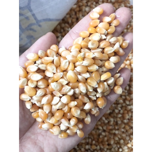 Bắp rang bơ, Hạt ngô mỹ làm bắp rang bơ phô mai tiêu chuẩn HACCP USARH-LS1- KHÔNG BIẾN ĐỔI GEN