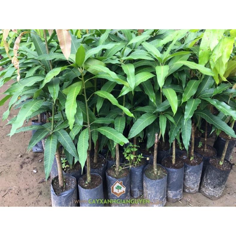 Cây giống xoài thái tím ruột vàng độc đáo quả to mọng nươcs vị ngọt cao 60-90cm( ảnh thật hình cuối) .