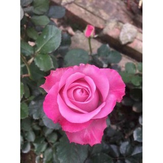 Hoa hồng giống. Rễ trần