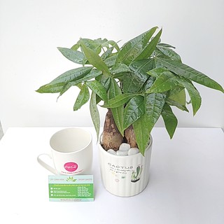 Cây Cảnh Để Bàn - Cây Kim Ngân Tam Lộc