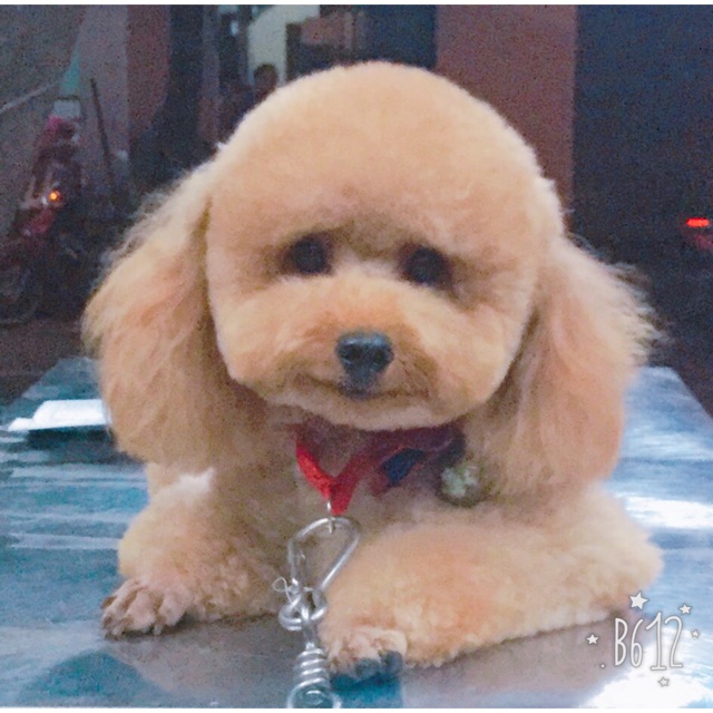 chithuy13