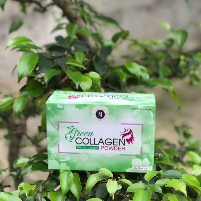 Colagen diệp lục