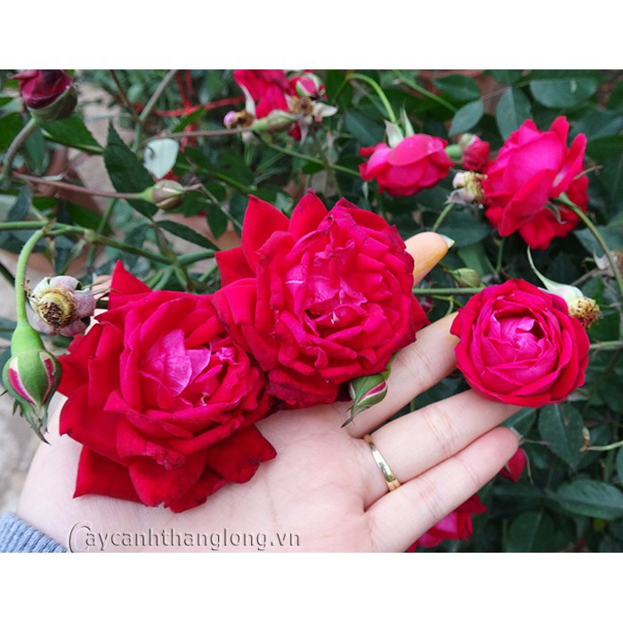 Bầu HOA HỒNG CỔ QUÊ SON- BẦU CÂY GIỐNG DÂM CÀNH TỪ CÂY MẸ NGUYÊN BẢN + Tặng 01 cây dâu da đất