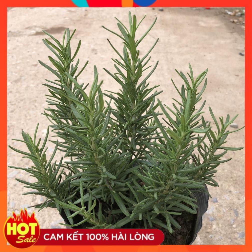 Cây hương thảo nhỏ, sức sống mãnh liệt lá xanh mướt, hương thơm dễ chịu@