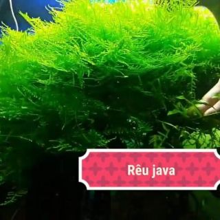 Rêu java . vỉ 10x10cm 100k