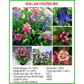 Hạt Giống Hoa lan chuông Mix 50 Hạt/ Gói