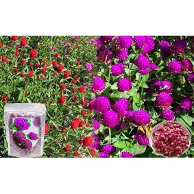 50 Hạt giống cúc bách nhật tím