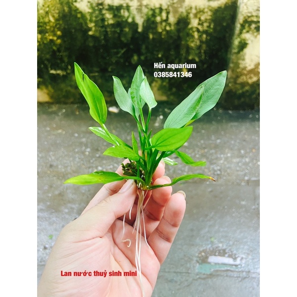 Cây thuỷ sinh lan nước mini , siêu rẻ chỉ 5️⃣ k 1 bụi