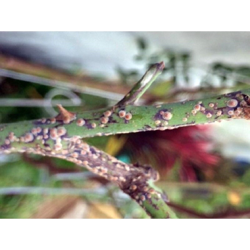 Chế phẩm sinh học  trừ nhện đỏ, bọ trĩ, sâu trên cây kiểng ,rau và cây cảnh