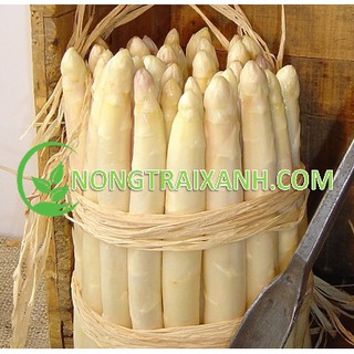 10h - hạt giống măng tây trắng