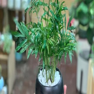 CÂY CAU TIỂU TRÂM ( cÂY PHONG THỦY )