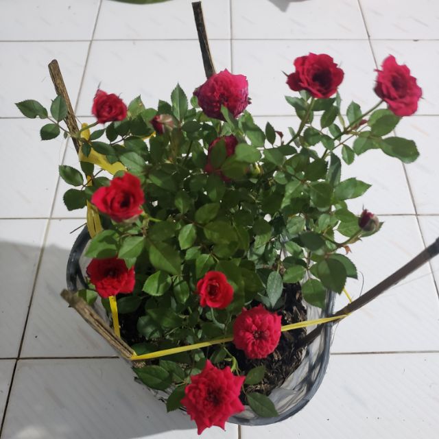 Cây hồng tỉ muội