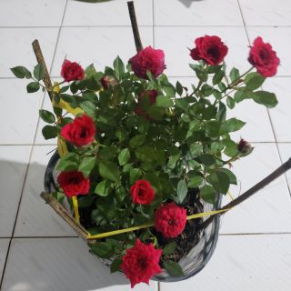 Cây hồng tỉ muội