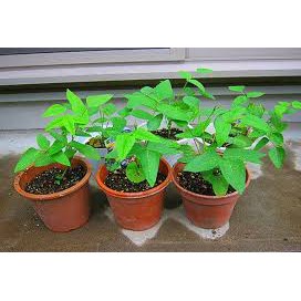 Hạt Giống Đậu Rồng/ Đậu Khế  - Dễ Trồng,Giòn, Dinh Dưỡng Cao - MUA 3 TẶNG 1 CÙNG LOẠI