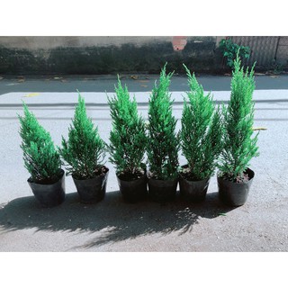 Cây Tùng Cao 40cm (tính cả bầu)