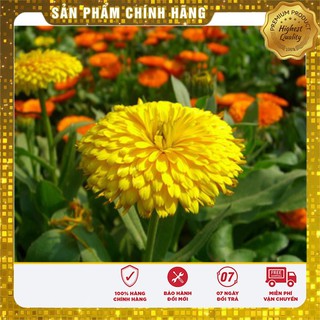 Hạt Giống Hoa Cúc Su Si Mix (50 hạt )