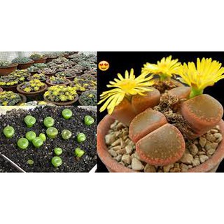 Hạt giống cây thạch lan f1