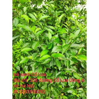 Lá chè xanh tươi cổ loa 20k/0.5kg