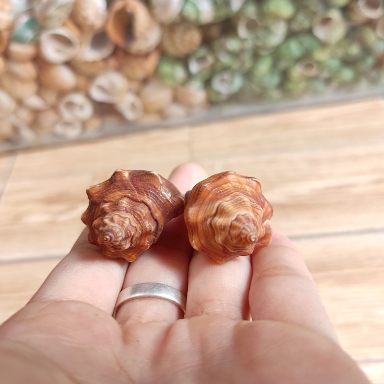 Vỏ ốc đùi gà trang trí màu sắc ngẫu nhiên