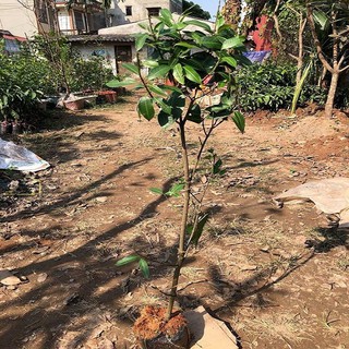 Cây giống Thanh trà ngọt