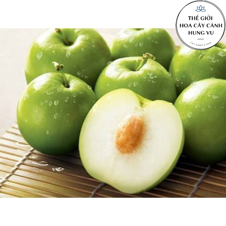 Cây táo thái giống chịu nhiệt,hạn,mặn tốt .