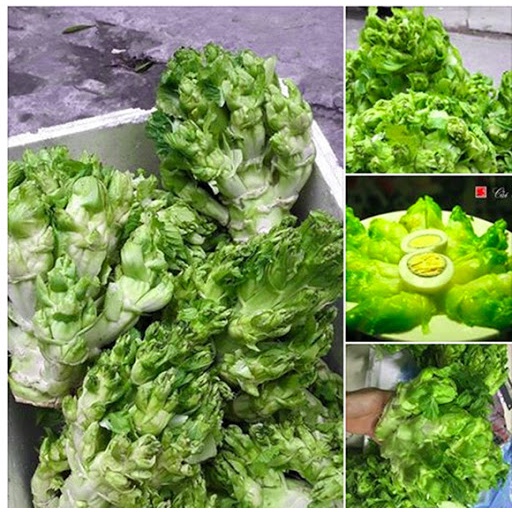 Hạt giống Cải Mầm Đá 0.2gr ~40 hạt