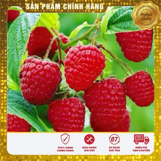 Hạt Giống Mâm Xôi Đỏ(10 hạt)