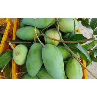 Cây giống Xoài Tứ Quý [ Ra Trái quanh năm, Giống chuẩn, cây đẹp sinh trưởng tốt ]
