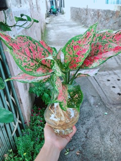 Chậu Cây Vạn Lộc Thuỷ Sinh