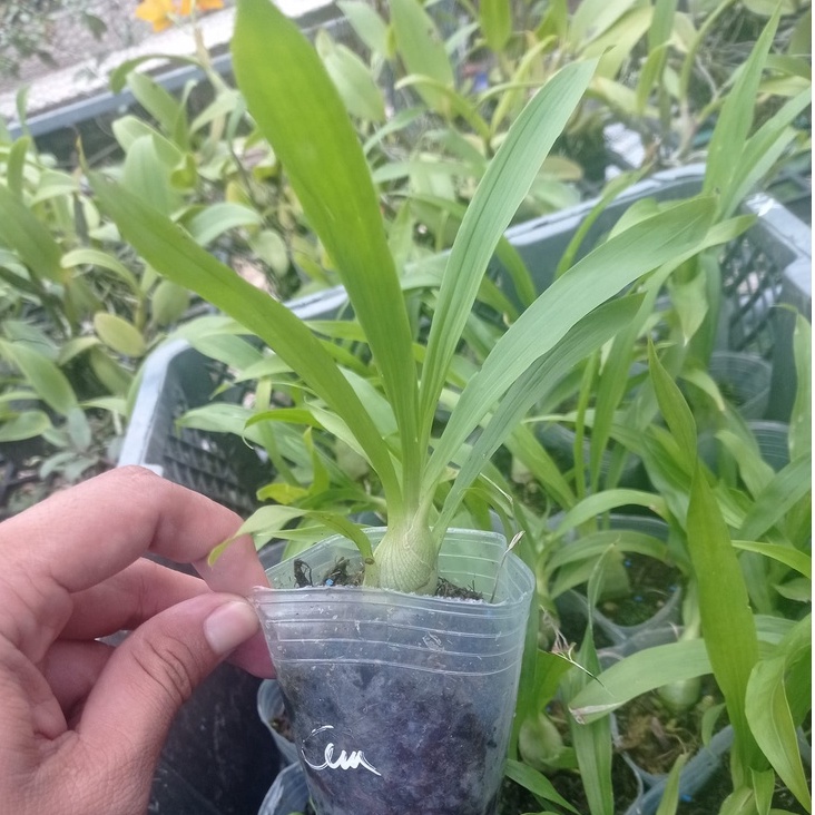 Lan thiên nga cam, nâu