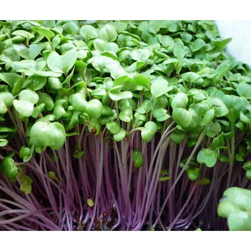 Hạt giống Rau Mầm Củ Cải Đỏ nhập Italya 30gr, 50gr, 100gr