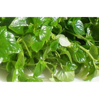 Hạt giống Rau Càng Cua