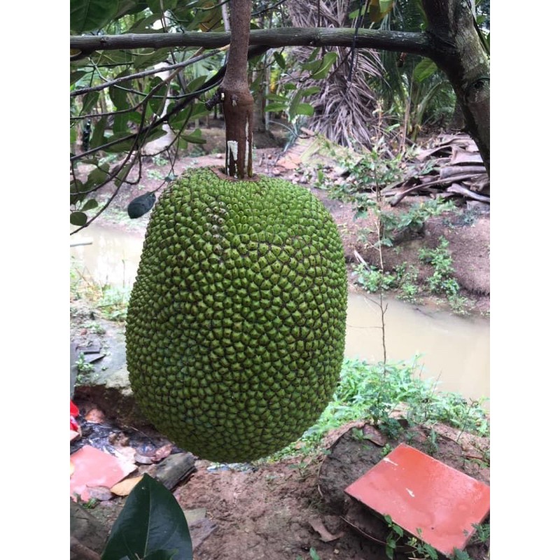 CÂY MÍT THÁI (CHO QUẢ SIÊU SỚM )