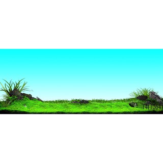 Tranh dán hồ cá 3d , hồ cá rồng , la hán , cá dĩa …