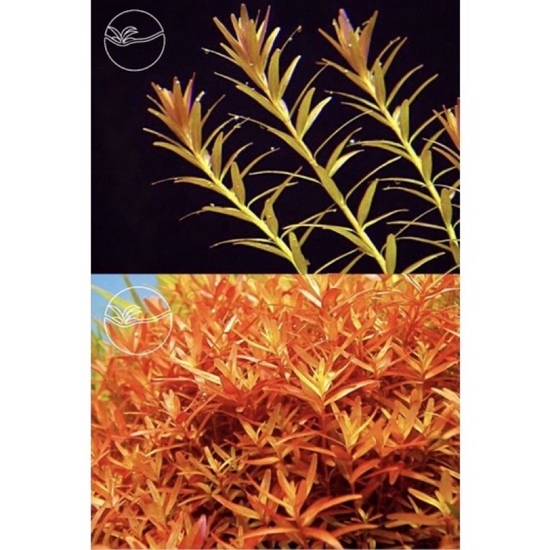 Rotala Macrandra Yellow - Vảy Ốc Vàng Bò/Cao 10 Cây- Cây Thuỷ Sinh