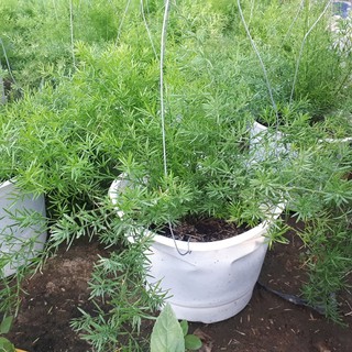 Chậu treo cây thiên môn đông