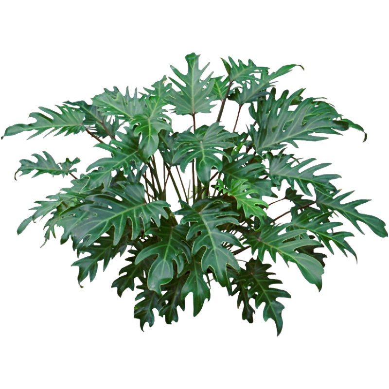 Cây trầu bà chân vịt lớn