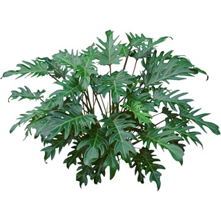 Cây trầu bà chân vịt lớn