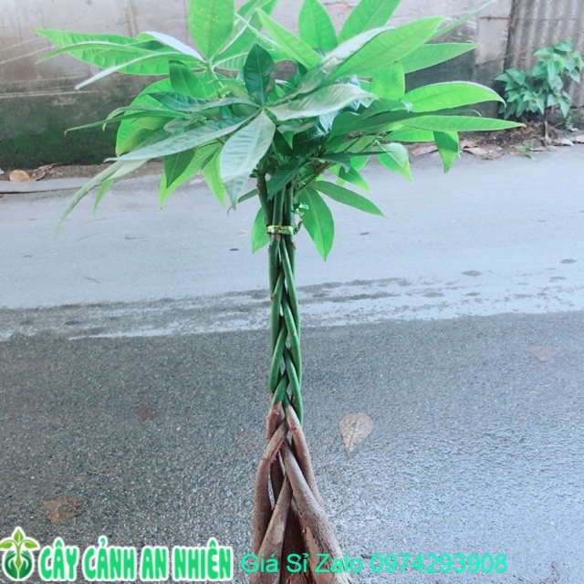 Kim Ngân Thắt Bính 5 Thân
