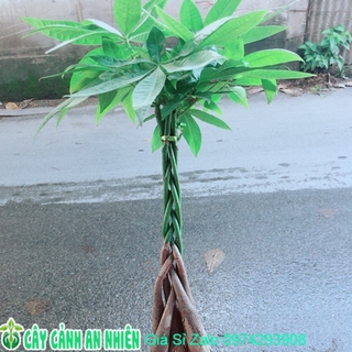 Kim ngân thắt bính 5 thân