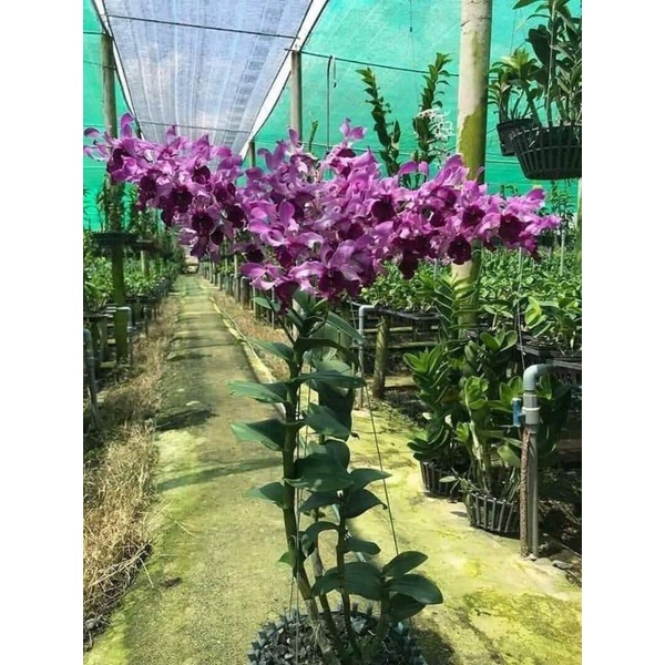 Lan Denro nắng lưỡi bò tím