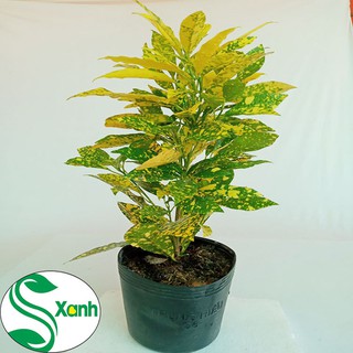 Cây Lá Màu Vàng Bạc Tươi Sáng Sung Túc