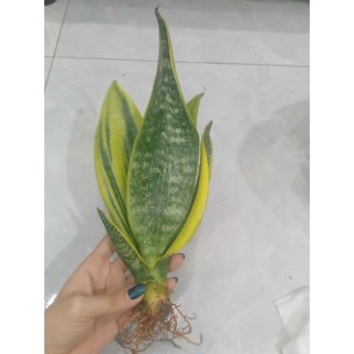 Cây lưỡi hổ Thái mini để bàn